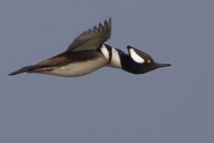 Hooded Merganser