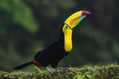 Keel-Billed Toucan