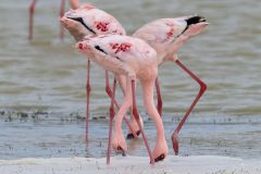 Lesser Flamingoes