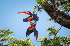 Scarlet Macaws
