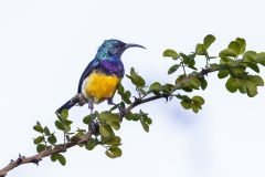 Variable Sunbird