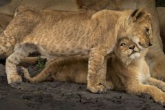 Lion Cubs Cuddling
