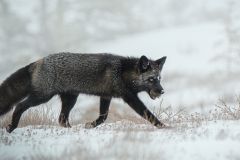 Silver Backed Fox with Lemming