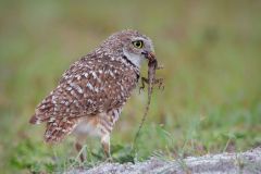 Burrowing Owl with Prey