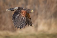 Harris Hawk