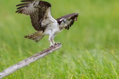 Osprey Drying Its Feathers