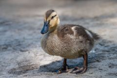 Mallard Duckling