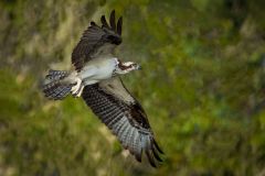 Osprey in Fly