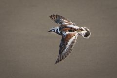 Ruddy Turnstone