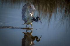 Three Colored Heron