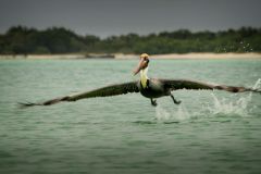 Pelican