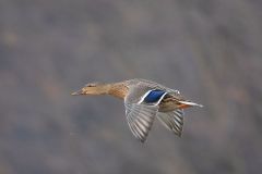 Female Mallard in Flight