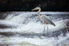 Great Blue Heron