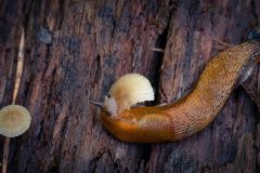 Slug Snacking