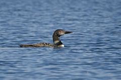 Common Loon