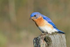 Eastern Bluebird with Lunch