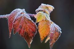 Fall Frosted Young Leaves