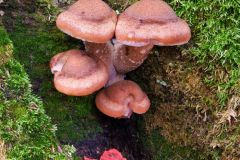 Mushrooms with Fall Colours