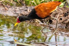 Wattled Jacana