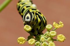 Swallowtail Caterpillar on Fennel