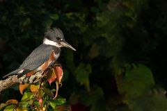 Belted Kingfisher