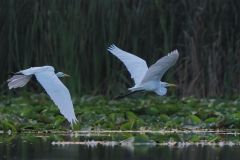 Great Egrets