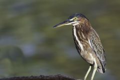 Green Heron 6321