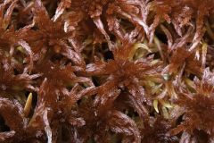 Sphagnum Rubellum - Red Lichen