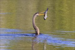 Anhinga Spear Fishing