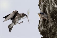 Purple Martin Dinner for Two
