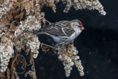 Common Redpoll on Goldenrod
