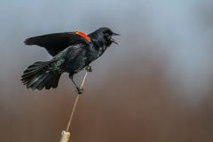 Red-Winged Blackbird Calling