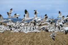 Snow Geese