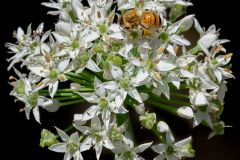 Bee on Chive