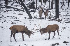 Jousting Elk with Fair Maidens Looking On