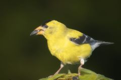American Goldfinch
