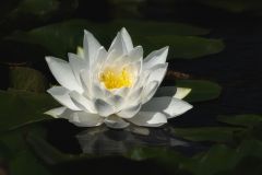 Water Lilly