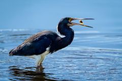 Blue Heron with Catch