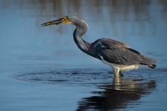 Blue Heron with Fish