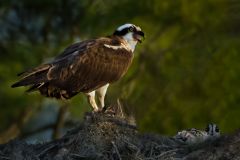 Osprey with Chick