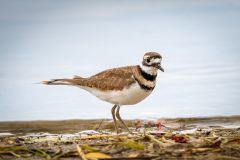 Curious Killdeer