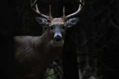 Buck in the Forest Shadows