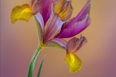 Golden Glow Siberian Iris