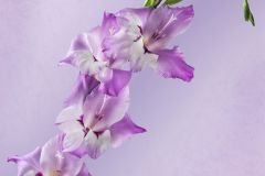 Gladiola Fantasy