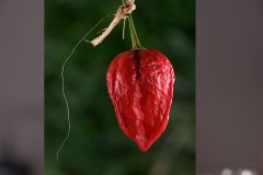 Hot Pepper Drying