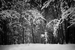 First Snowfall
