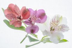 Peruvian Lily Family