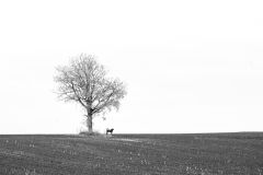 The Lookout