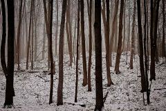 Winter Weary