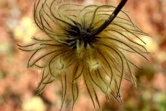 Bejeweled Clematis